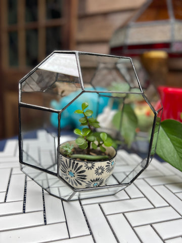 Clear glass cube shaped terrarium