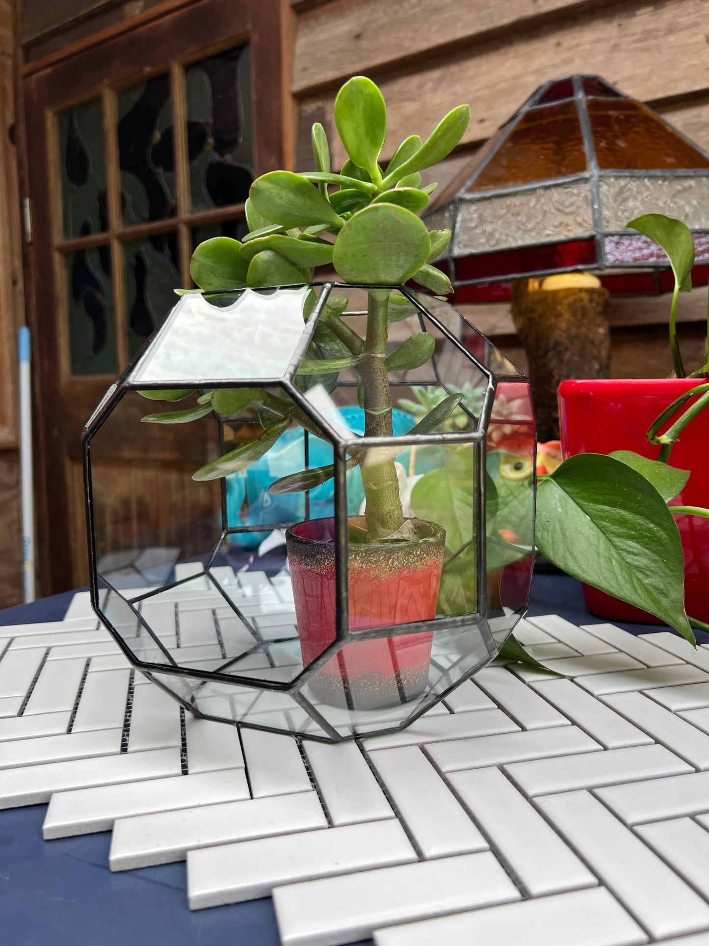 Clear glass cube shaped terrarium